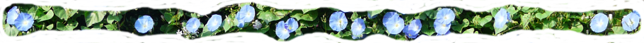 fleurs d'ipomée